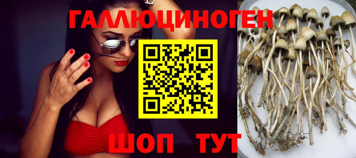 Коломна  где купить   Вход с VPN  Псилоцибиновые грибы Psilocybe 